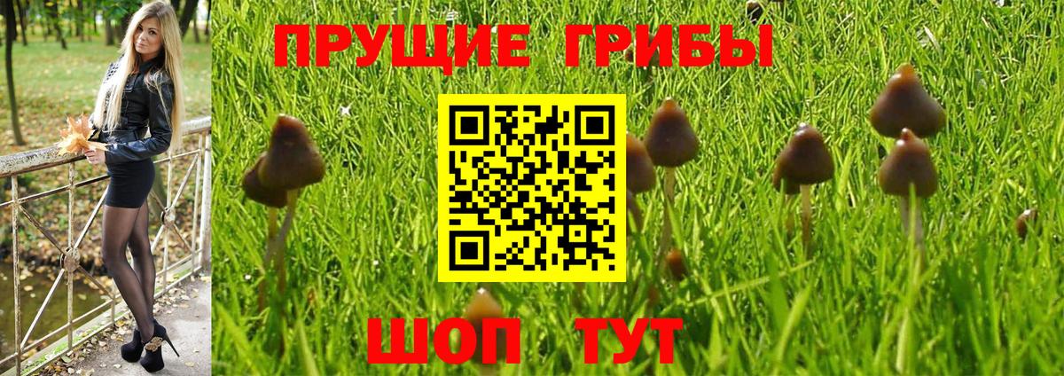 Псилоцибиновые грибы мицелий  купить наркоту  Сызрань  Вход с VPN  Псилоцибиновые грибы Psilocybine cubensis 